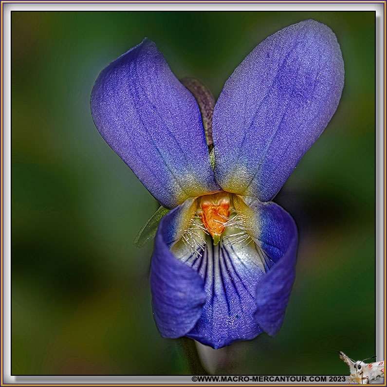 Violettes